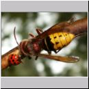 Vespa crabro - Hornisse 02.jpg